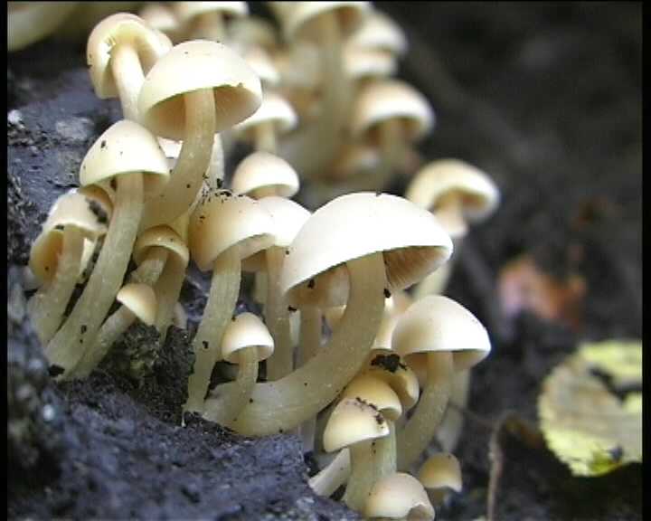 Psathyrella cernua   ( Vahl.:Fr. )  Hirsch